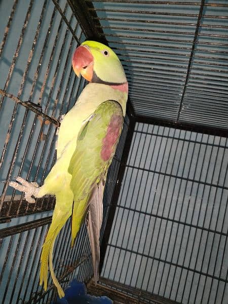 raw parrot pair sale 2