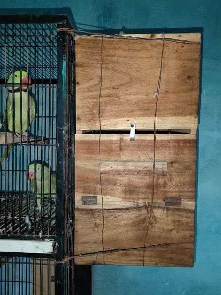 raw parrot pair sale 3