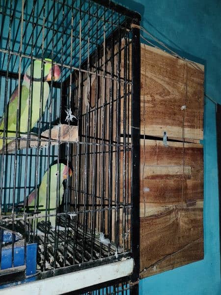 raw parrot pair sale 4