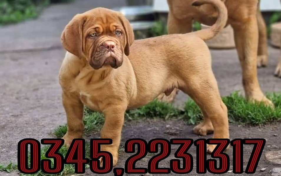 French Mastiff Puppy (03452231317) 2