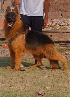 German Shepherd long coated male 10 month for sale