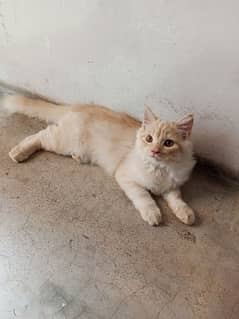 Persian kittens urgent sale 0