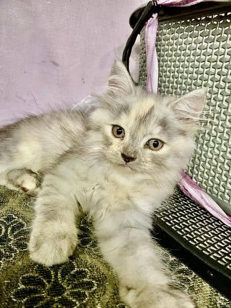 Persian kittens urgent sale 1