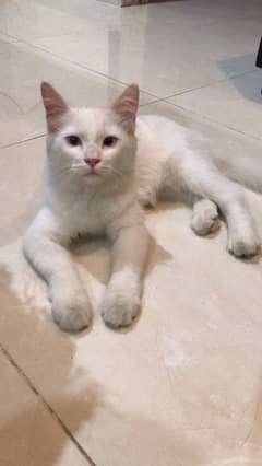 persian cat for sale