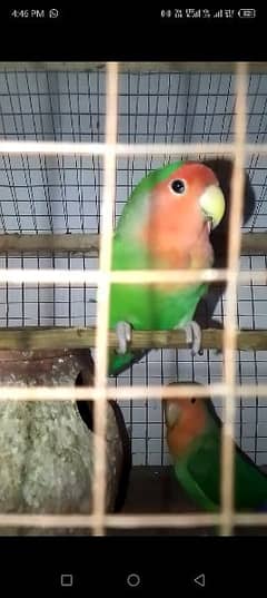 Rossy Coli Beautiful Parrot Pair For Sale 0