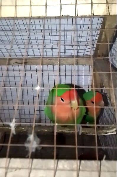 Rossy Coli Beautiful Parrot Pair For Sale 1