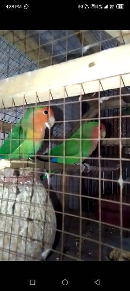 Rossy Coli Beautiful Parrot Pair For Sale 2