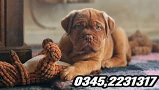 French Mastiff Puppy (03452231317) 0