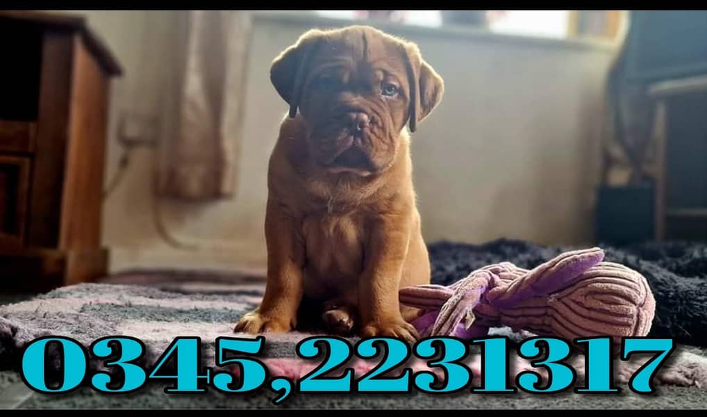 French Mastiff Puppy (03452231317) 1