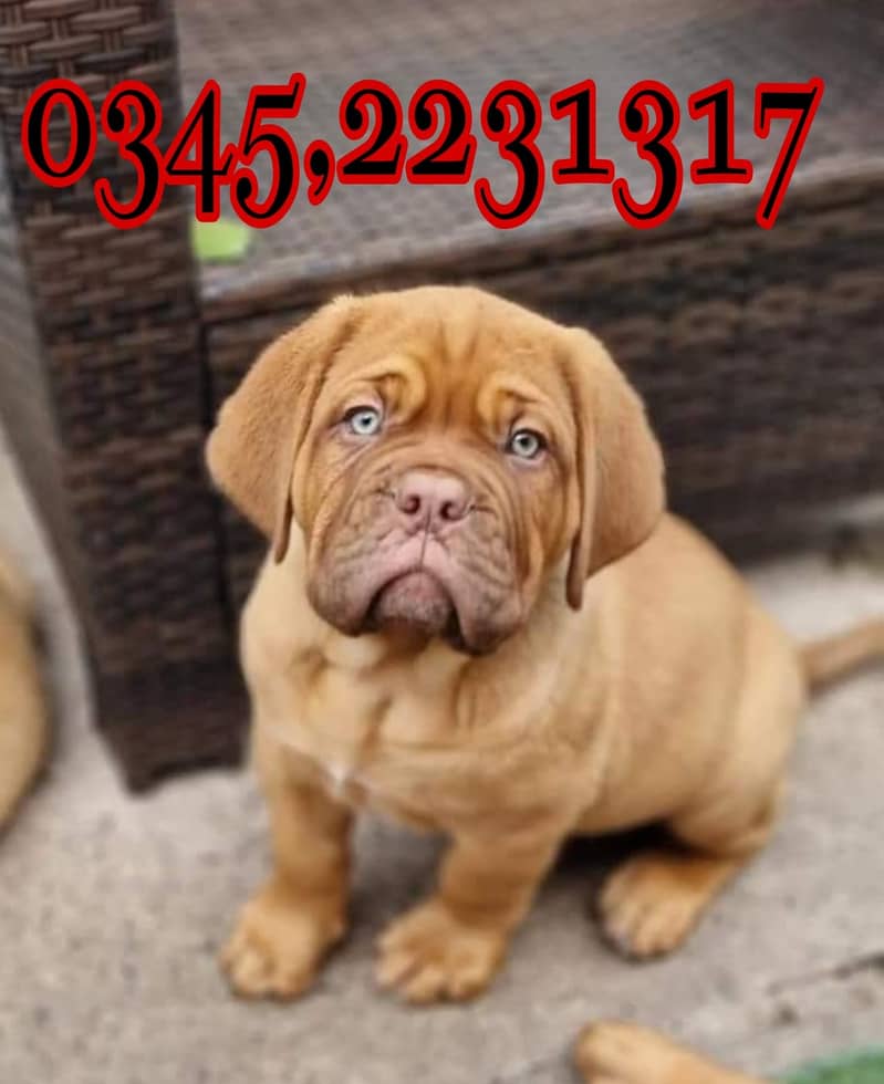 French Mastiff Puppy (03452231317) 3