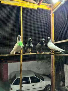 kabuter | kaboter | kabutar | kabotar | kabooter | kabooter | Pigeons