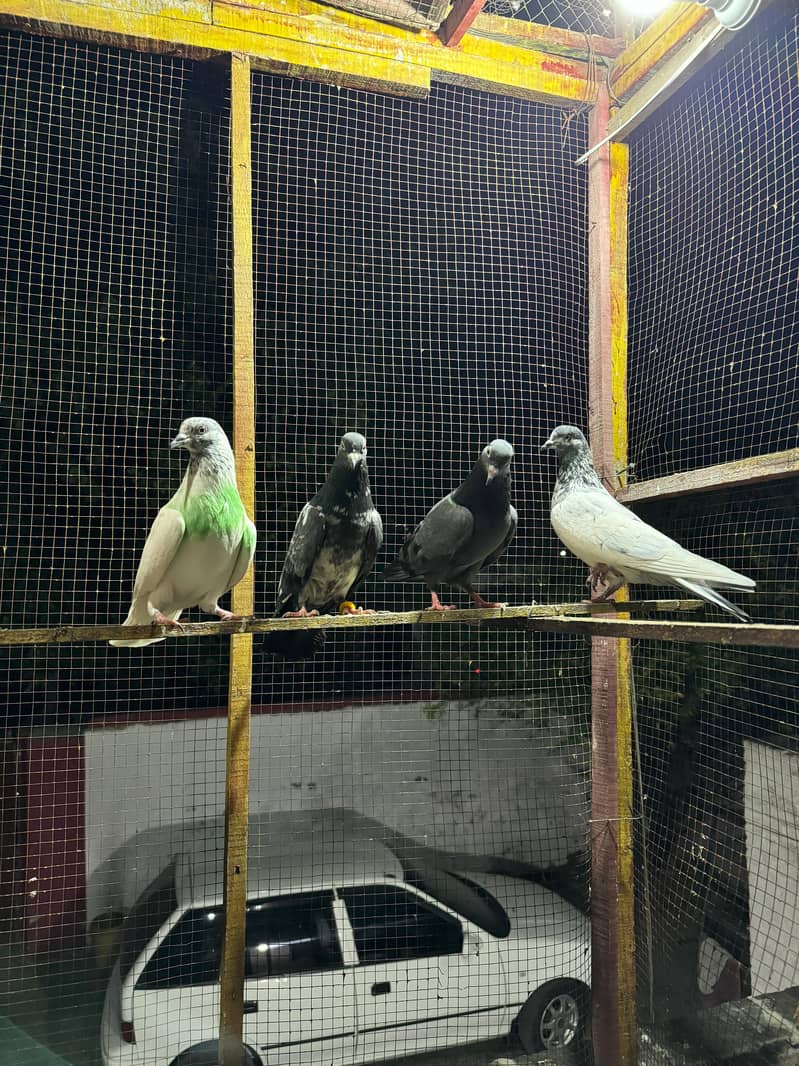 kabuter | kaboter | kabutar | kabotar | kabooter | kabooter | Pigeons 2