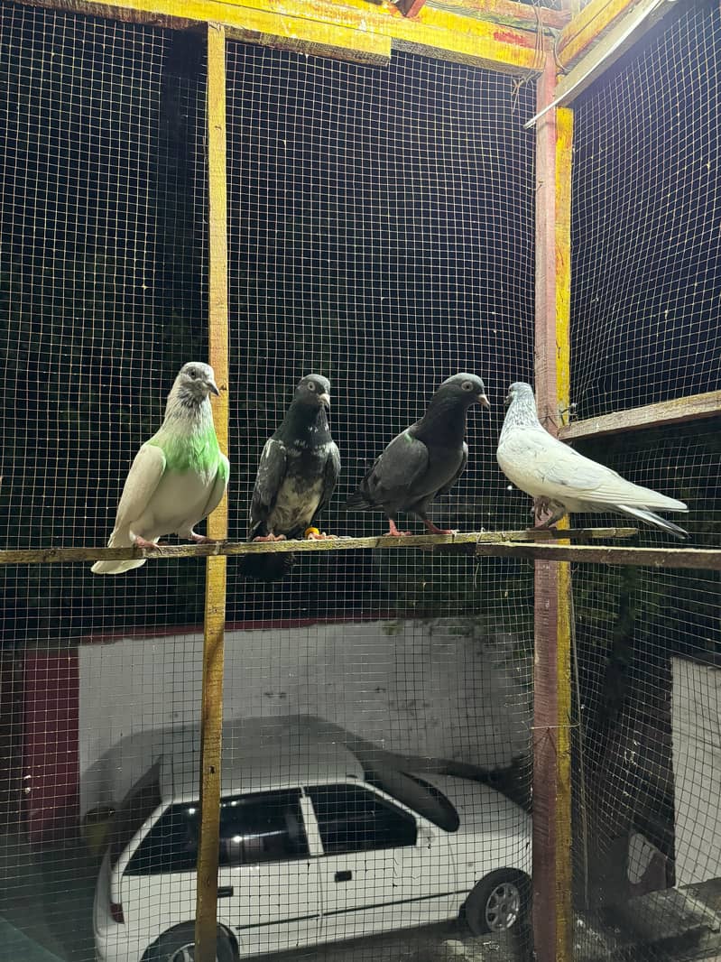 kabuter | kaboter | kabutar | kabotar | kabooter | kabooter | Pigeons 3