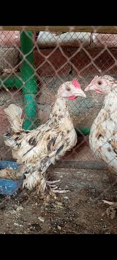 Fancy Desi Thai Heera Shamo Aseel Quality Bird's WhatApp 03096705051