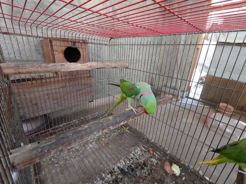 raw parrot breeder pair 0