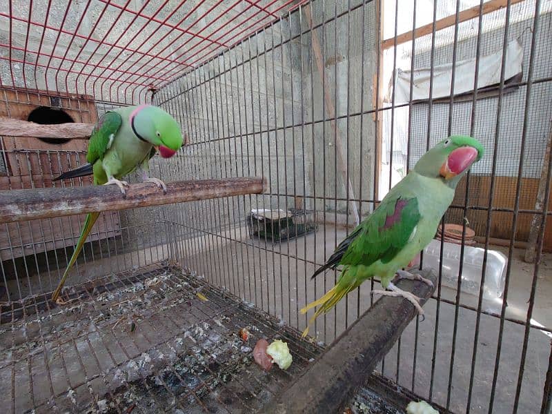 raw parrot breeder pair 1