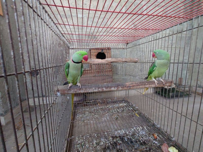 raw parrot breeder pair 2