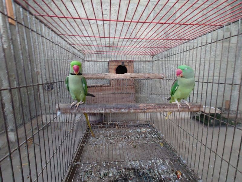 raw parrot breeder pair 3