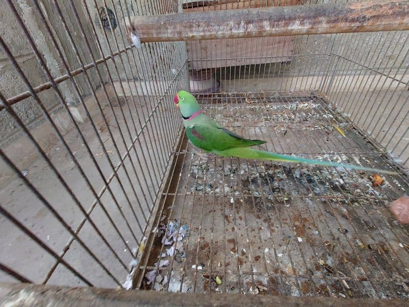 raw parrot breeder pair 4