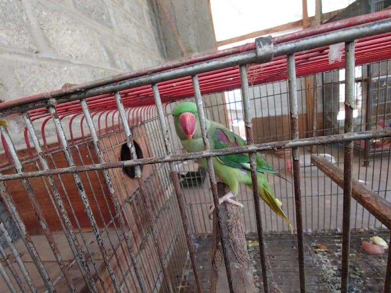 raw parrot breeder pair 5