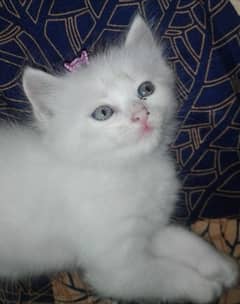 Punch Face ODD eyes Female Kitten Baby for sale