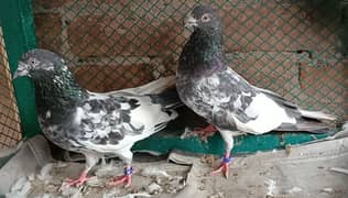 taddy kabotar pigeon for sale