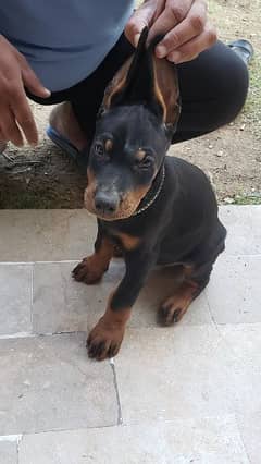 Doberman puppy 0