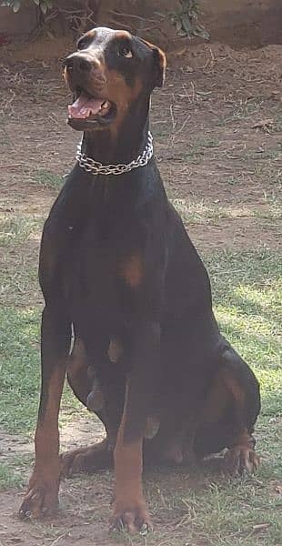 Doberman puppy 1