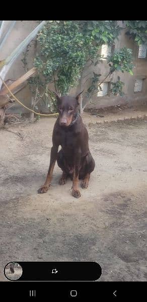 Doberman puppy 2