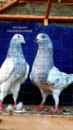 KHAKI BREEDER PAIR