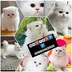 Persian Kittens | Persian Cat | Punch Face Persian | Triple Coated 1