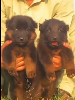 German Shepherd Dabal coat male female for sale