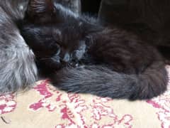 Persian cats for sale 0