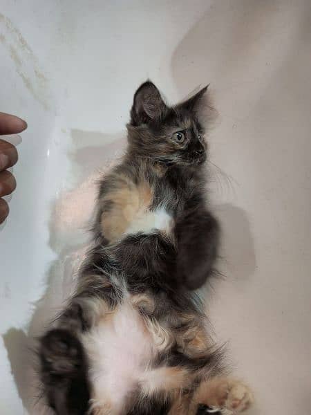 Persian cats for sale 5