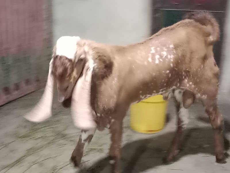 makhi cheeni Bakra available bakri cross ke Liye 1