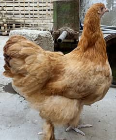 GOLDEN HEAVY BUFF. WHITE COCHIN