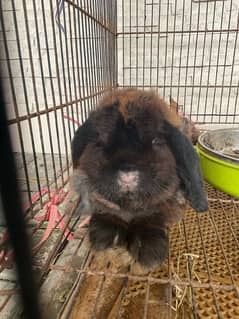 Breeding pair holland lop