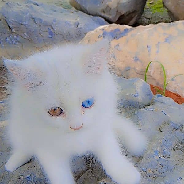 Persian cat baby for sale with odd eyes 4