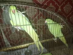 1 pair of ringneck parrot