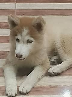 Siberian