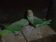 Raw Parrot Pair | 15 month | healthy and active |