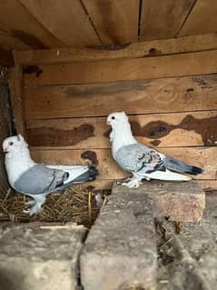 Sentient pigeon breeder pair