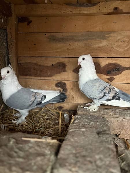 Sentient pigeon breeder pair 1