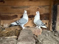 Sentient pigeon breeder pair