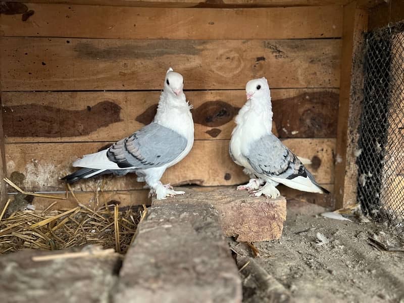 Sentient pigeon breeder pair 2