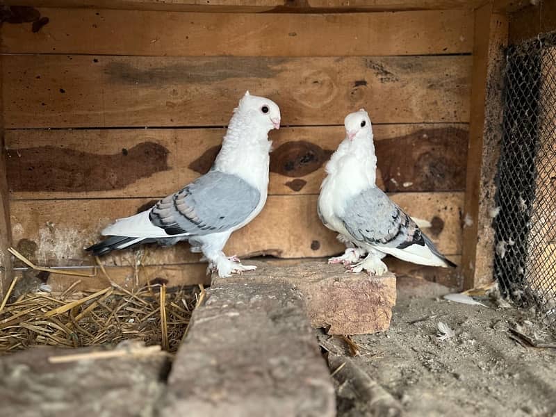 Sentient pigeon breeder pair 3