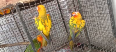 3 Sun Conure