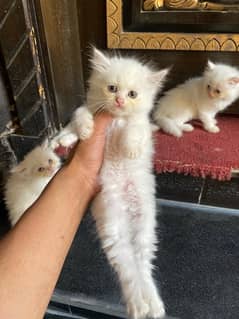 Persian kitten Cats