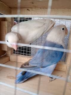 albino/ino x blue/b1b2