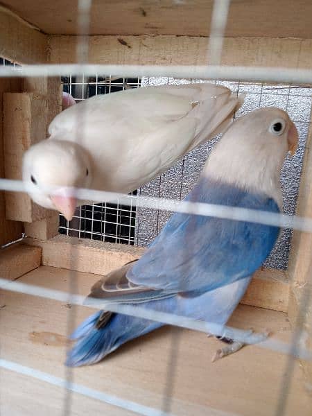 albino/ino x blue/b1b2 0